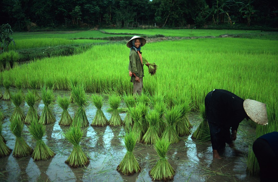 Vietnam_3_13 Rice - Ho Lak.jpg